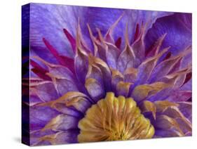 Close-Up of Part of Clematis Blossom-Don Paulson-Stretched Canvas