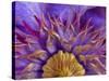 Close-Up of Part of Clematis Blossom-Don Paulson-Stretched Canvas