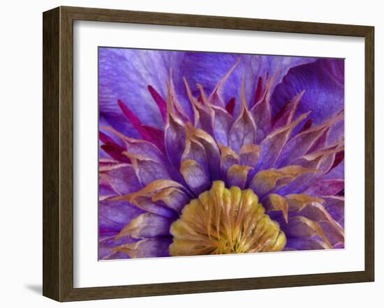 Close-Up of Part of Clematis Blossom-Don Paulson-Framed Photographic Print