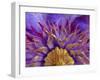 Close-Up of Part of Clematis Blossom-Don Paulson-Framed Photographic Print