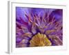 Close-Up of Part of Clematis Blossom-Don Paulson-Framed Photographic Print