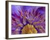 Close-Up of Part of Clematis Blossom-Don Paulson-Framed Photographic Print