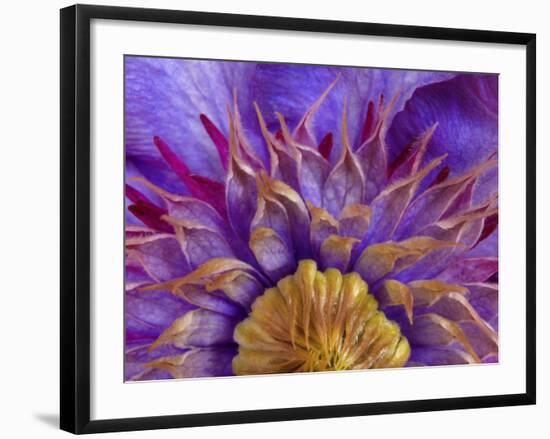 Close-Up of Part of Clematis Blossom-Don Paulson-Framed Photographic Print