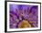 Close-Up of Part of Clematis Blossom-Don Paulson-Framed Photographic Print