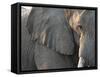 Close Up of Partial Face, African Elephant (Loxodonta Africana), Etosha National Park, Namibia-Kim Walker-Framed Stretched Canvas