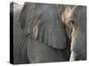 Close Up of Partial Face, African Elephant (Loxodonta Africana), Etosha National Park, Namibia-Kim Walker-Stretched Canvas