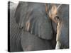 Close Up of Partial Face, African Elephant (Loxodonta Africana), Etosha National Park, Namibia-Kim Walker-Stretched Canvas