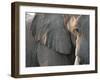 Close Up of Partial Face, African Elephant (Loxodonta Africana), Etosha National Park, Namibia-Kim Walker-Framed Photographic Print