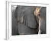 Close Up of Partial Face, African Elephant (Loxodonta Africana), Etosha National Park, Namibia-Kim Walker-Framed Photographic Print