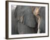 Close Up of Partial Face, African Elephant (Loxodonta Africana), Etosha National Park, Namibia-Kim Walker-Framed Photographic Print