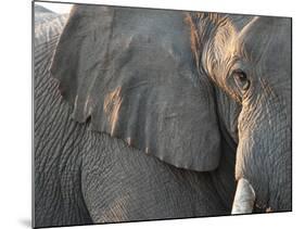Close Up of Partial Face, African Elephant (Loxodonta Africana), Etosha National Park, Namibia-Kim Walker-Mounted Photographic Print