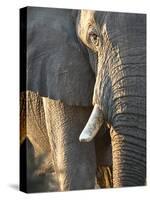 Close Up of Partial Face, African Elephant (Loxodonta Africana), Etosha National Park, Namibia-Kim Walker-Stretched Canvas