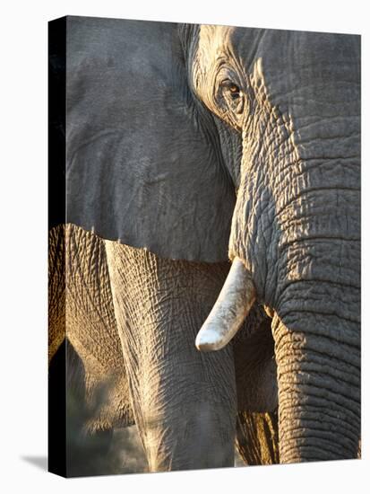 Close Up of Partial Face, African Elephant (Loxodonta Africana), Etosha National Park, Namibia-Kim Walker-Stretched Canvas