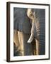 Close Up of Partial Face, African Elephant (Loxodonta Africana), Etosha National Park, Namibia-Kim Walker-Framed Photographic Print