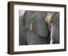 Close Up of Partial Face, African Elephant (Loxodonta Africana), Etosha National Park, Namibia-Kim Walker-Framed Photographic Print