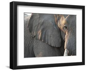 Close Up of Partial Face, African Elephant (Loxodonta Africana), Etosha National Park, Namibia-Kim Walker-Framed Photographic Print