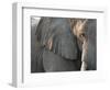 Close Up of Partial Face, African Elephant (Loxodonta Africana), Etosha National Park, Namibia-Kim Walker-Framed Photographic Print