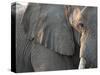 Close Up of Partial Face, African Elephant (Loxodonta Africana), Etosha National Park, Namibia-Kim Walker-Stretched Canvas