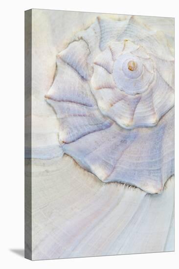 Close-Up of Pastel Seashell, Washington, USA-Jaynes Gallery-Stretched Canvas