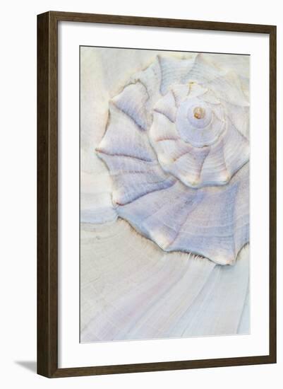 Close-Up of Pastel Seashell, Washington, USA-Jaynes Gallery-Framed Photographic Print