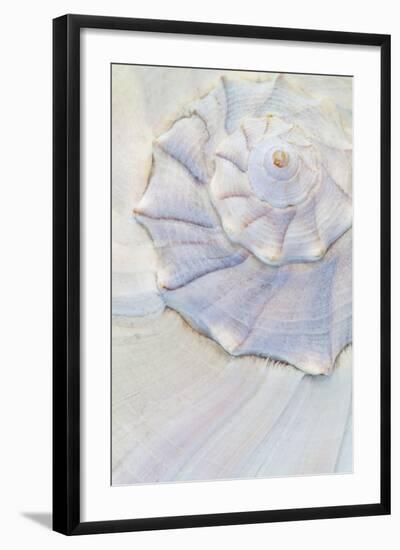 Close-Up of Pastel Seashell, Washington, USA-Jaynes Gallery-Framed Photographic Print