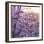 Close up of Peach tree blossom, Lleida, Catalonia, Spain-Juan Carlos Munoz-Framed Photographic Print