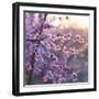 Close up of Peach tree blossom, Lleida, Catalonia, Spain-Juan Carlos Munoz-Framed Photographic Print