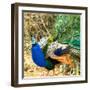 Close-up of peacock, India-Panoramic Images-Framed Photographic Print