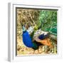 Close-up of peacock, India-Panoramic Images-Framed Photographic Print