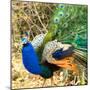 Close-up of peacock, India-Panoramic Images-Mounted Photographic Print