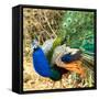 Close-up of peacock, India-Panoramic Images-Framed Stretched Canvas