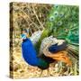 Close-up of peacock, India-Panoramic Images-Stretched Canvas