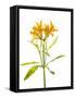 Close-up of Peruvian lily flowers-Panoramic Images-Framed Stretched Canvas