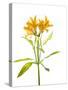 Close-up of Peruvian lily flowers-Panoramic Images-Stretched Canvas