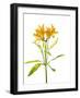 Close-up of Peruvian lily flowers-Panoramic Images-Framed Photographic Print