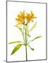Close-up of Peruvian lily flowers-Panoramic Images-Mounted Photographic Print