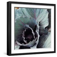 Close-Up of Pesticide-Free, Dew-Covered Cabbage Leaves with Worn Holes, Raised Organically-Co Rentmeester-Framed Photographic Print