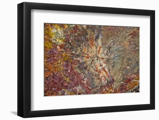 Close-up of petrified logs, Petrified Forest National Park, Holbrook, Arizona, USA.-Michel Hersen-Framed Photographic Print