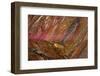 Close-up of petrified wood, Petrified Forest National Park, Holbrook, Arizona, USA.-Michel Hersen-Framed Photographic Print