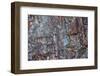 Close-up of petrified wood, Petrified Forest National Park, Holbrook, Arizona, USA.-Michel Hersen-Framed Photographic Print