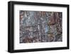 Close-up of petrified wood, Petrified Forest National Park, Holbrook, Arizona, USA.-Michel Hersen-Framed Photographic Print