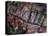 Close-Up of Petrified Wood-James Randklev-Stretched Canvas