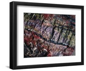 Close-Up of Petrified Wood-James Randklev-Framed Photographic Print