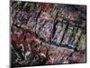 Close-Up of Petrified Wood-James Randklev-Mounted Photographic Print