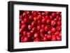 Close-up of picked apples-null-Framed Photographic Print