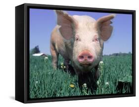 Close-up of Pig-Lynn M^ Stone-Framed Stretched Canvas