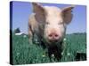 Close-up of Pig-Lynn M^ Stone-Stretched Canvas