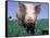 Close-up of Pig-Lynn M^ Stone-Framed Stretched Canvas