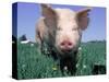 Close-up of Pig-Lynn M^ Stone-Stretched Canvas