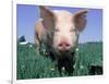 Close-up of Pig-Lynn M^ Stone-Framed Photographic Print
